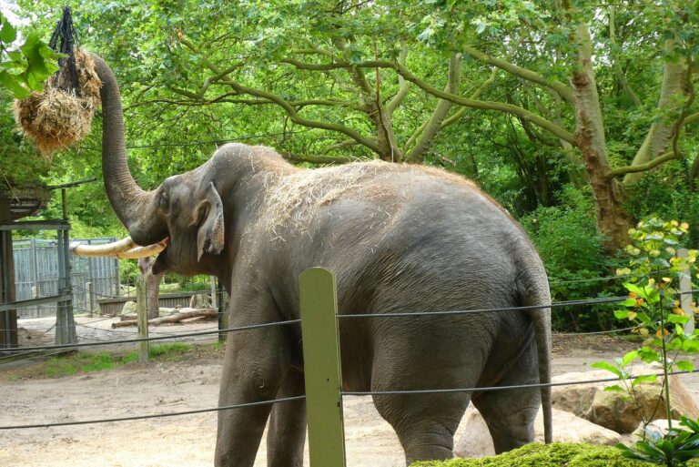 elephant, zoo, hay, food, feed, elephant feeding, suitcase, tusks, pachyderm, big animal, large mammals, animals, mammal, animal world, happy village, rotterdam