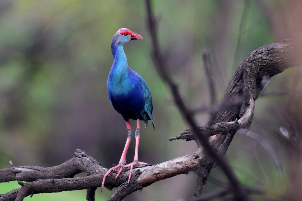 swamp hen, bird, blue, wildlife, nature, swamp, wild, hen, water, natural, wetland, avian, feathers, beak, plumage, marsh, colorful, rajasthan, bharatpur, india, keoldeo park