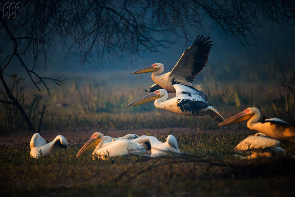 Bharatpur Bird Sanctuary