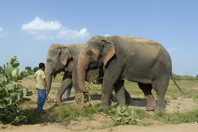 Wildlife SOS & Elephant Rescue Centre